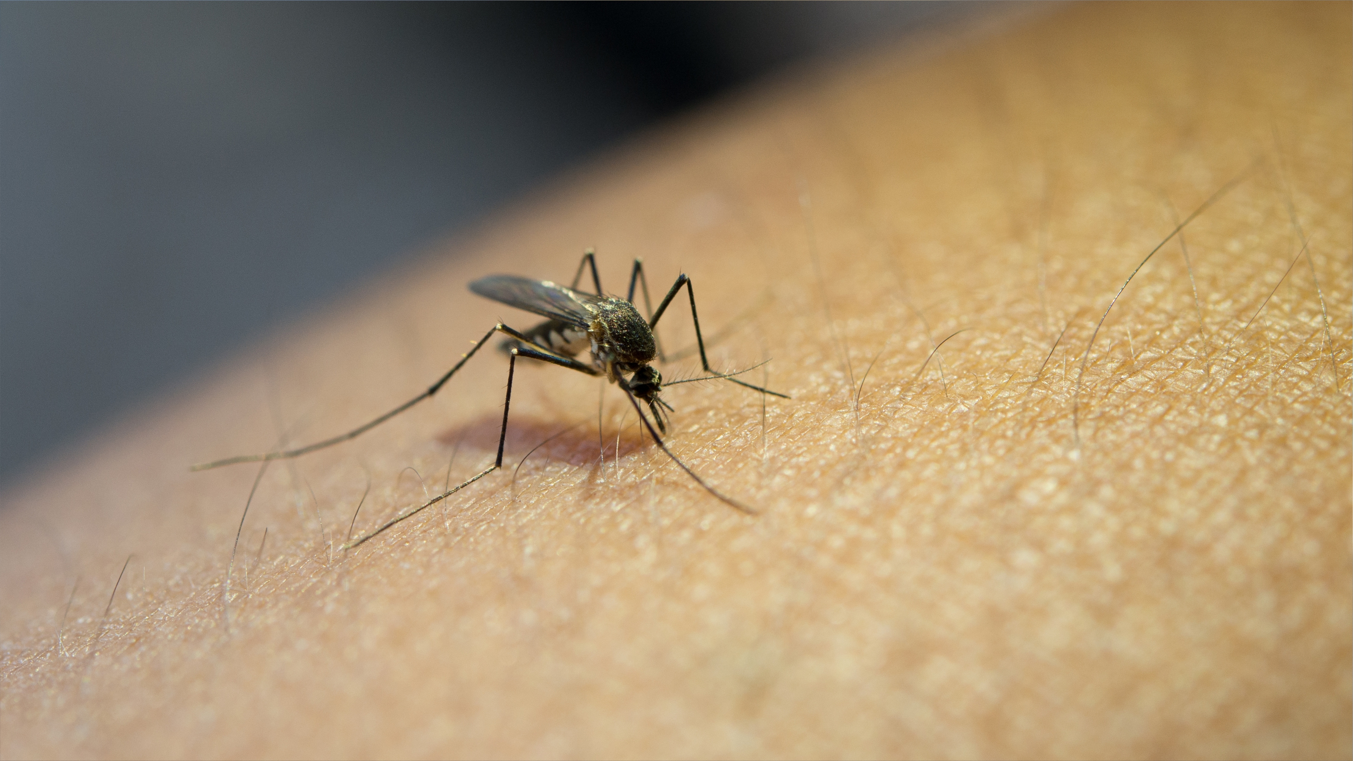 Комары против технологий