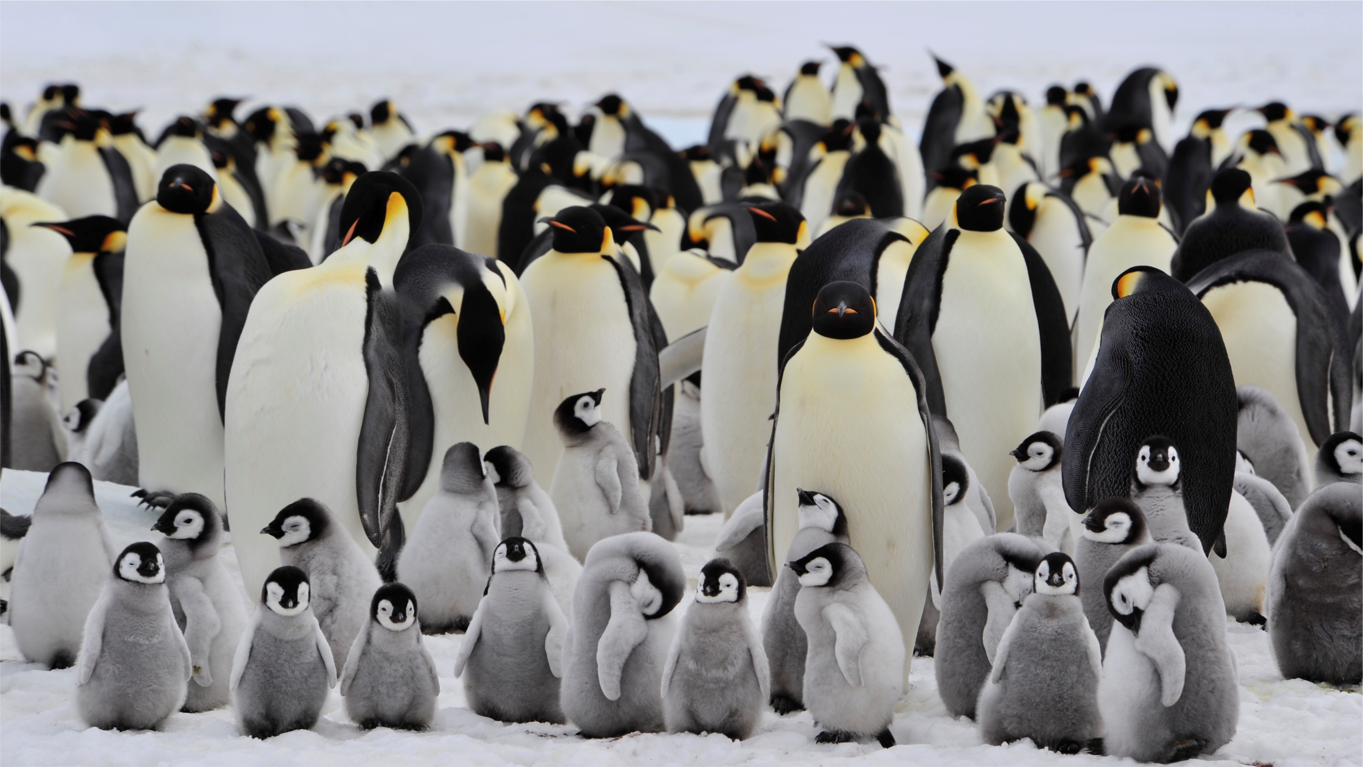 Как я считал пингвинов 