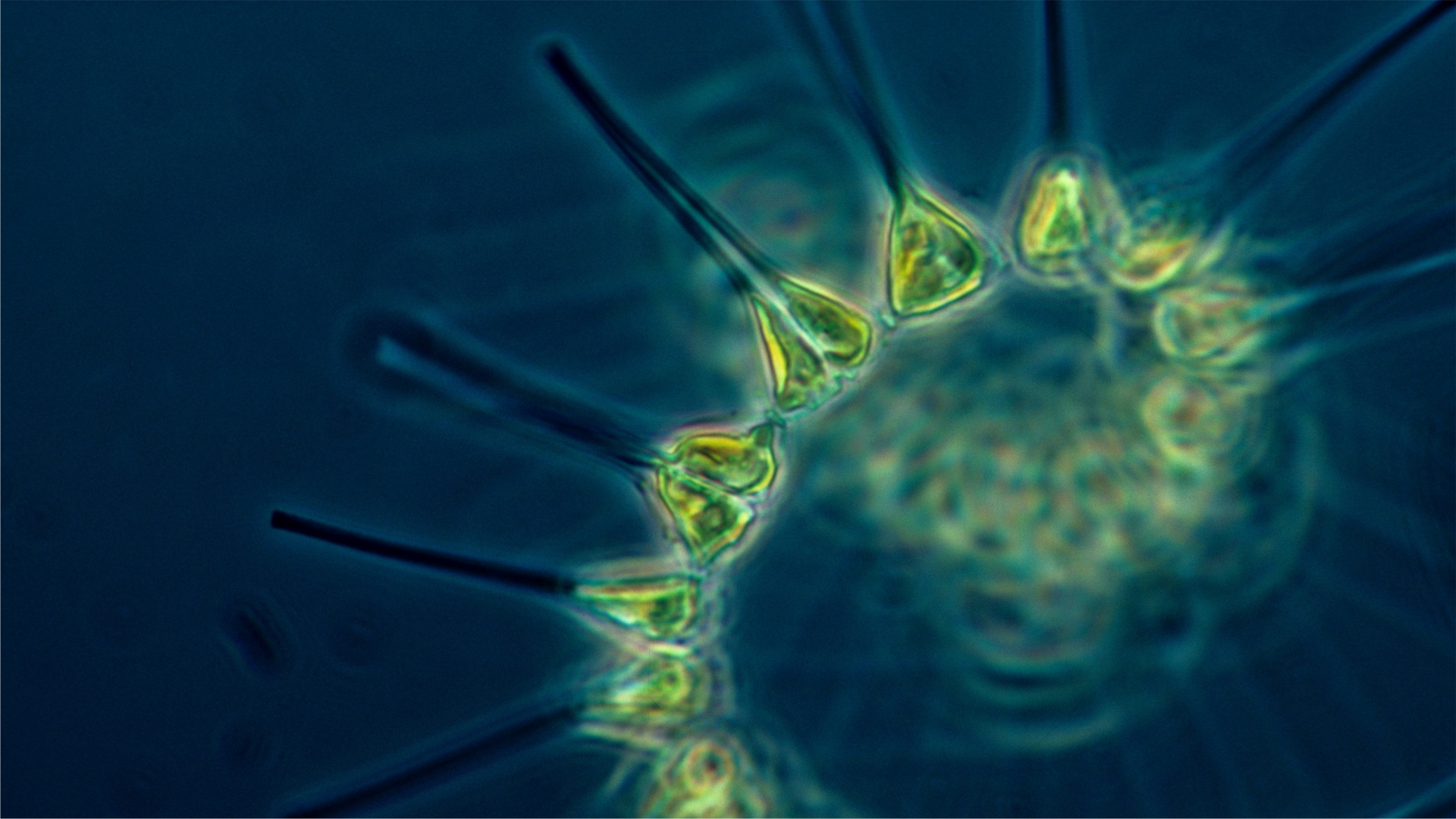 Портал в мир планктона