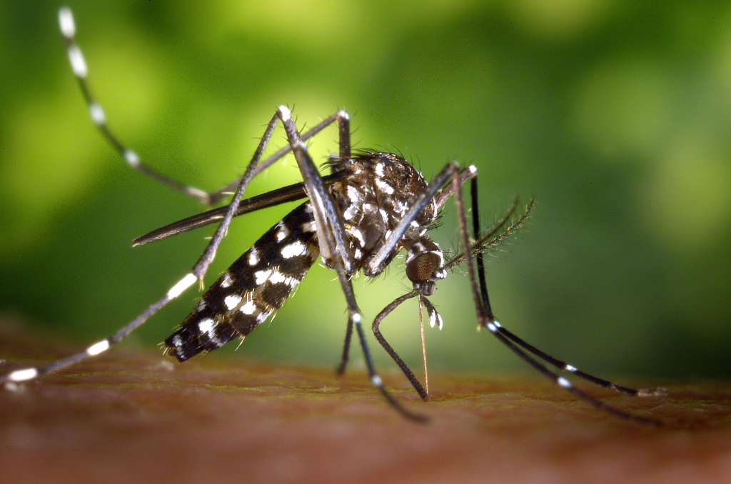 female-aedes-albopictus-mosquito-feeding-on-a-human-host.jpg