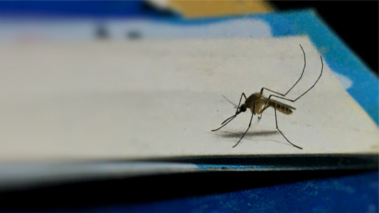 Комары против технологий