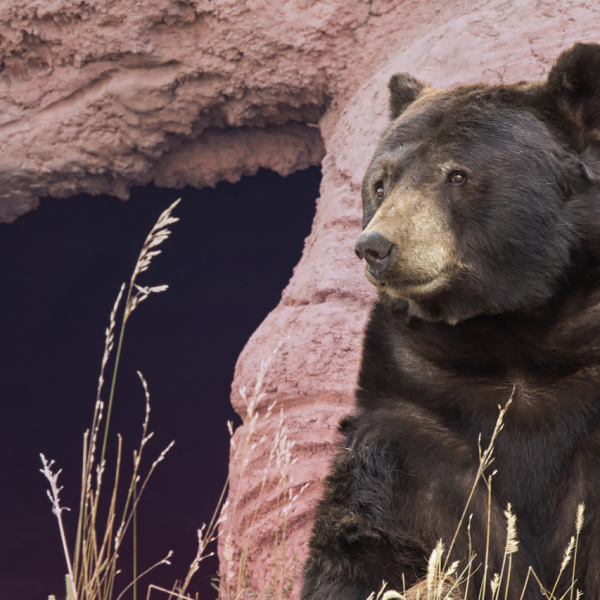 Пещерные медведи Урала
